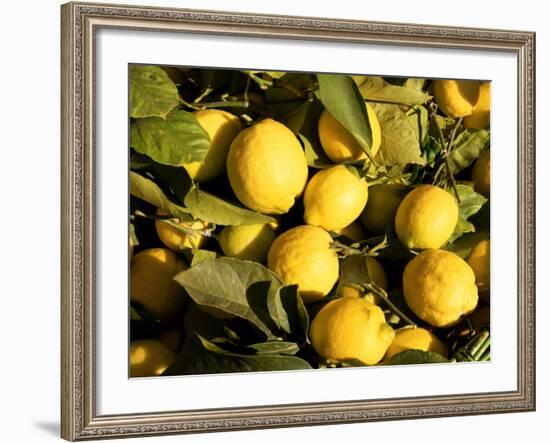 Close-Up of Lemons in the Market, Menton, Provence, Cote d'Azur, France-Sergio Pitamitz-Framed Photographic Print