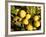 Close-Up of Lemons in the Market, Menton, Provence, Cote d'Azur, France-Sergio Pitamitz-Framed Photographic Print