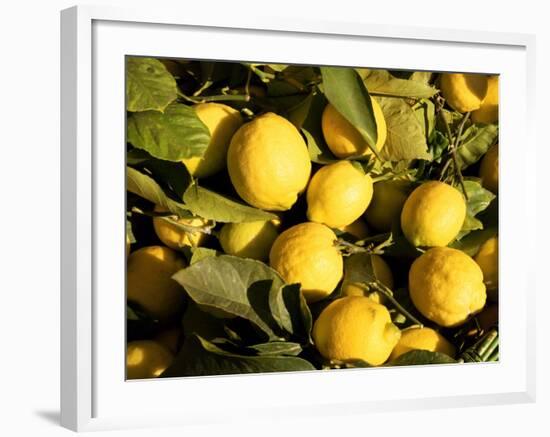 Close-Up of Lemons in the Market, Menton, Provence, Cote d'Azur, France-Sergio Pitamitz-Framed Photographic Print