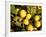 Close-Up of Lemons in the Market, Menton, Provence, Cote d'Azur, France-Sergio Pitamitz-Framed Photographic Print