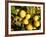 Close-Up of Lemons in the Market, Menton, Provence, Cote d'Azur, France-Sergio Pitamitz-Framed Photographic Print