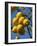 Close-up of Lemons on Tree, Spain-John Miller-Framed Photographic Print