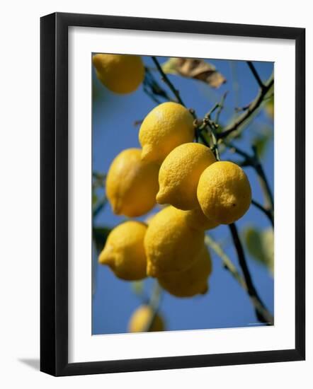Close-up of Lemons on Tree, Spain-John Miller-Framed Photographic Print