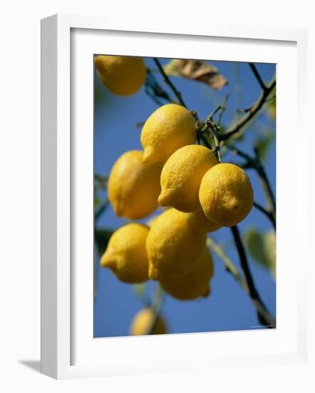 Close-up of Lemons on Tree, Spain-John Miller-Framed Photographic Print