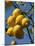 Close-up of Lemons on Tree, Spain-John Miller-Mounted Photographic Print