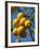 Close-up of Lemons on Tree, Spain-John Miller-Framed Photographic Print