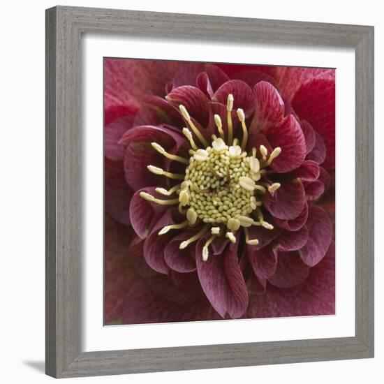 Close-Up of Lenten Rose-Clive Nichols-Framed Photographic Print