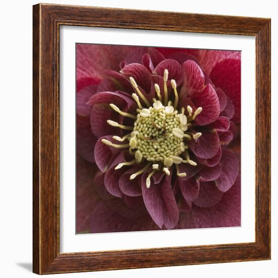 Close-Up of Lenten Rose-Clive Nichols-Framed Photographic Print