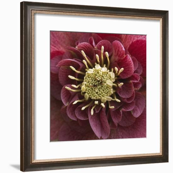 Close-Up of Lenten Rose-Clive Nichols-Framed Photographic Print