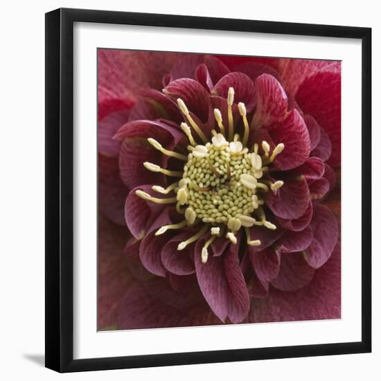 Close-Up of Lenten Rose-Clive Nichols-Framed Photographic Print