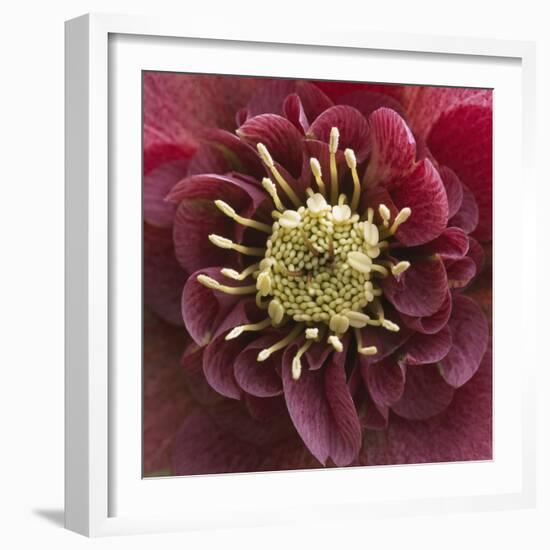 Close-Up of Lenten Rose-Clive Nichols-Framed Photographic Print