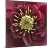 Close-Up of Lenten Rose-Clive Nichols-Mounted Photographic Print