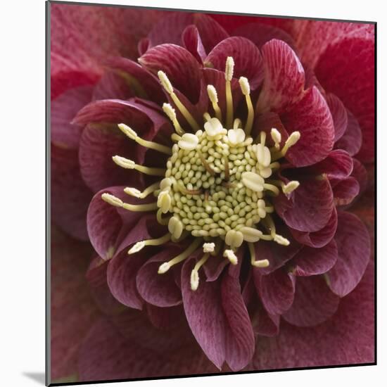 Close-Up of Lenten Rose-Clive Nichols-Mounted Photographic Print