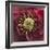 Close-Up of Lenten Rose-Clive Nichols-Framed Photographic Print