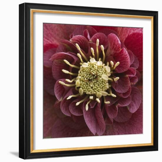 Close-Up of Lenten Rose-Clive Nichols-Framed Photographic Print