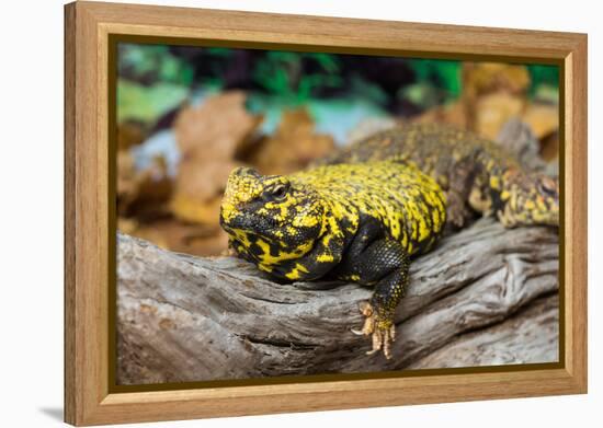 Close-up of Leopard gecko (Eublepharis macularius) in forest-null-Framed Premier Image Canvas