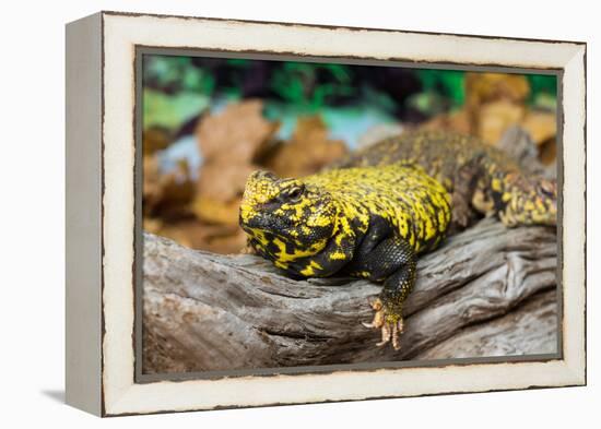 Close-up of Leopard gecko (Eublepharis macularius) in forest-null-Framed Premier Image Canvas