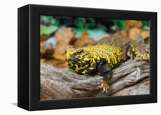 Close-up of Leopard gecko (Eublepharis macularius) in forest-null-Framed Premier Image Canvas