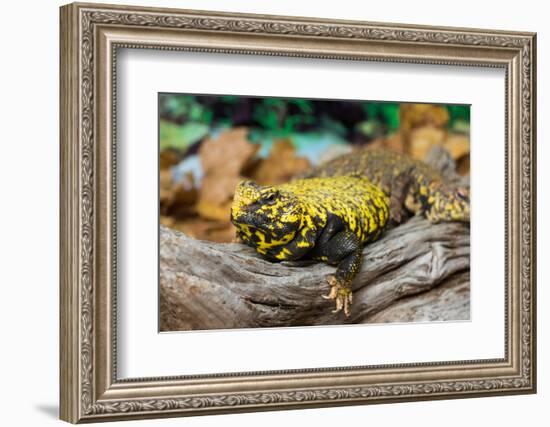 Close-up of Leopard gecko (Eublepharis macularius) in forest-null-Framed Photographic Print