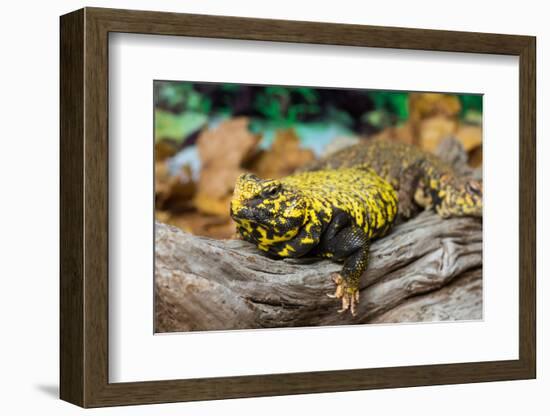 Close-up of Leopard gecko (Eublepharis macularius) in forest-null-Framed Photographic Print