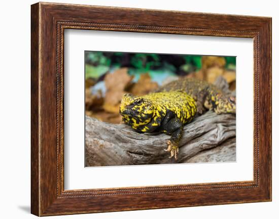 Close-up of Leopard gecko (Eublepharis macularius) in forest-null-Framed Photographic Print