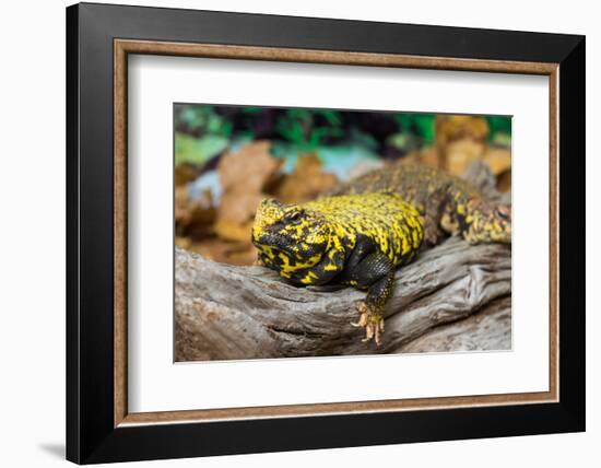 Close-up of Leopard gecko (Eublepharis macularius) in forest-null-Framed Photographic Print