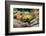 Close-up of Leopard gecko (Eublepharis macularius) in forest-null-Framed Photographic Print