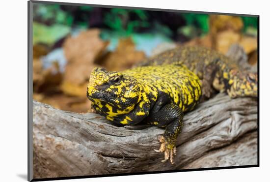 Close-up of Leopard gecko (Eublepharis macularius) in forest-null-Mounted Photographic Print