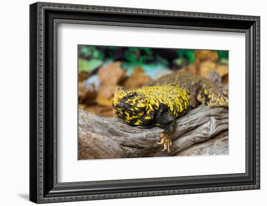 Close-up of Leopard gecko (Eublepharis macularius) in forest-null-Framed Photographic Print