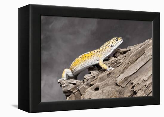 Close-up of Leopard gecko (Eublepharis macularius) in forest-null-Framed Premier Image Canvas