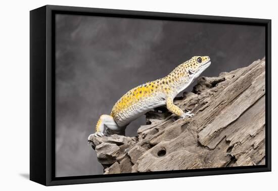 Close-up of Leopard gecko (Eublepharis macularius) in forest-null-Framed Premier Image Canvas