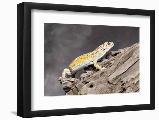 Close-up of Leopard gecko (Eublepharis macularius) in forest-null-Framed Photographic Print