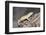 Close-up of Leopard gecko (Eublepharis macularius) in forest-null-Framed Photographic Print