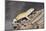 Close-up of Leopard gecko (Eublepharis macularius) in forest-null-Mounted Photographic Print