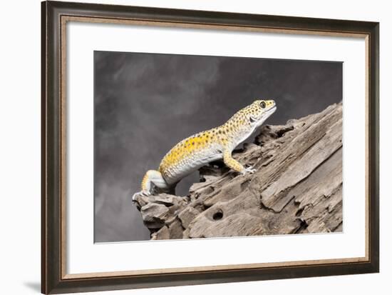 Close-up of Leopard gecko (Eublepharis macularius) in forest-null-Framed Photographic Print