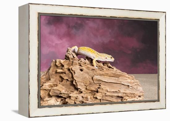 Close-up of Leopard gecko (Eublepharis macularius)-null-Framed Premier Image Canvas
