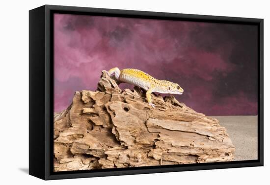 Close-up of Leopard gecko (Eublepharis macularius)-null-Framed Premier Image Canvas