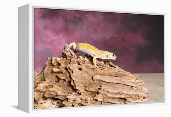 Close-up of Leopard gecko (Eublepharis macularius)-null-Framed Premier Image Canvas