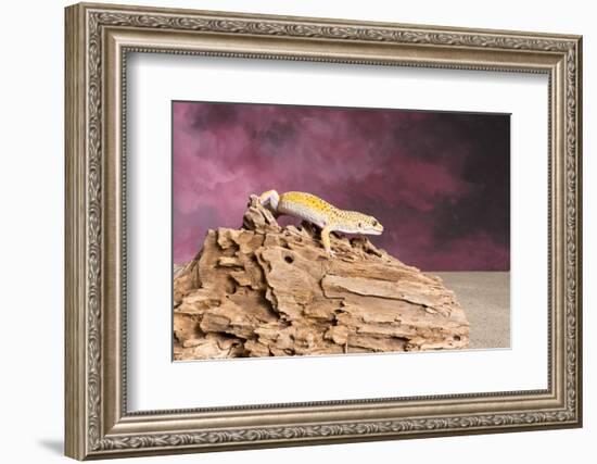 Close-up of Leopard gecko (Eublepharis macularius)-null-Framed Photographic Print