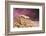 Close-up of Leopard gecko (Eublepharis macularius)-null-Framed Photographic Print