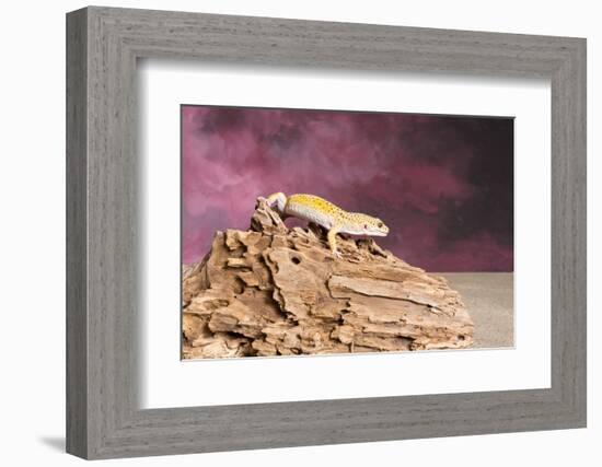 Close-up of Leopard gecko (Eublepharis macularius)-null-Framed Photographic Print