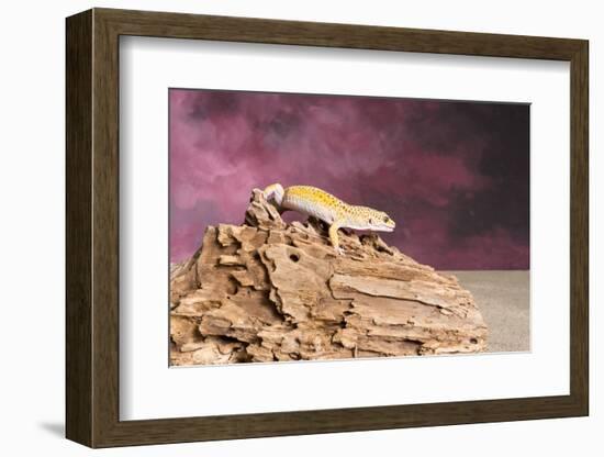 Close-up of Leopard gecko (Eublepharis macularius)-null-Framed Photographic Print