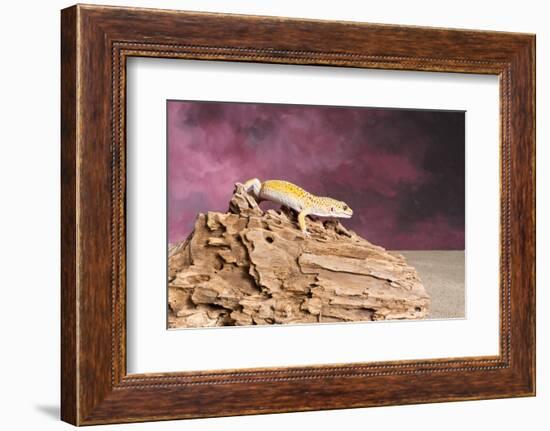 Close-up of Leopard gecko (Eublepharis macularius)-null-Framed Photographic Print