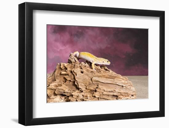 Close-up of Leopard gecko (Eublepharis macularius)-null-Framed Photographic Print