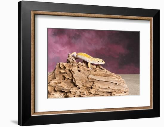 Close-up of Leopard gecko (Eublepharis macularius)-null-Framed Photographic Print