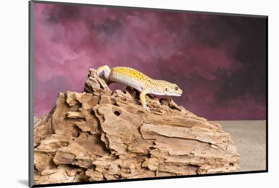 Close-up of Leopard gecko (Eublepharis macularius)-null-Mounted Photographic Print