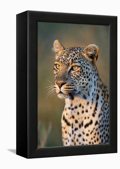 Close-Up of Leopard (Panthera Pardus), Serengeti National Park, Tanzania-null-Framed Stretched Canvas