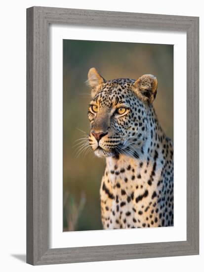 Close-Up of Leopard (Panthera Pardus), Serengeti National Park, Tanzania-null-Framed Photographic Print