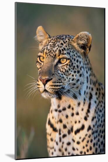 Close-Up of Leopard (Panthera Pardus), Serengeti National Park, Tanzania-null-Mounted Photographic Print