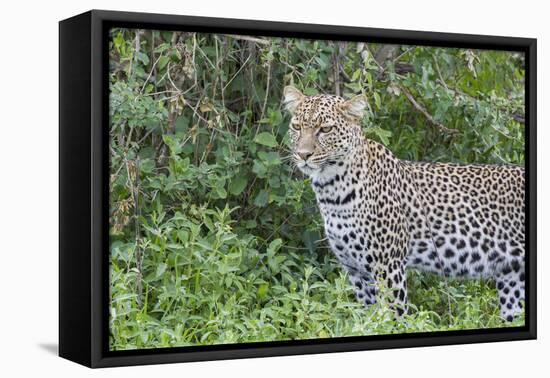 Close-up of Leopard Standing in Green Foliage, Ngorongoro, Tanzania-James Heupel-Framed Premier Image Canvas